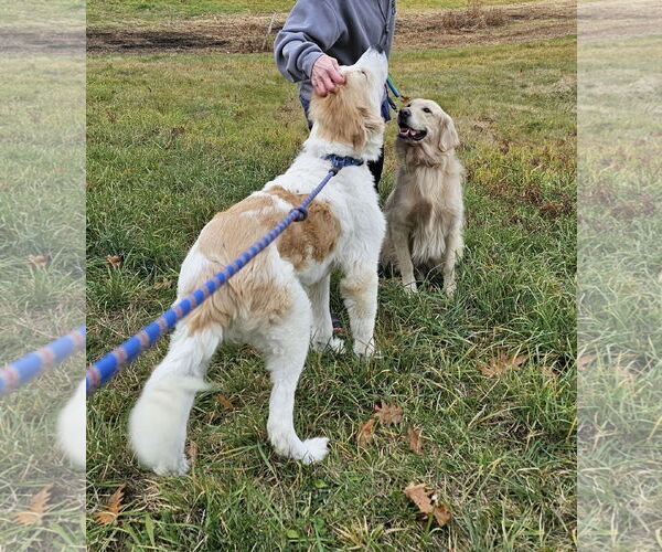 Medium Photo #3 Great Pyrenees-Unknown Mix Puppy For Sale in Croydon, NH, USA