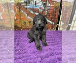 Small Photo #15 Labradoodle Puppy For Sale in CRAIG, NE, USA