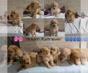 Golden Retriever Litter for sale in GOSHEN, IN, USA