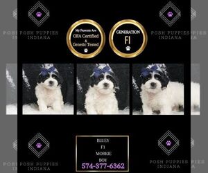 Morkie Puppy for sale in WARSAW, IN, USA