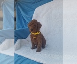 Small Photo #17 Poodle (Standard) Puppy For Sale in LOWELL, AR, USA
