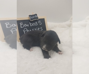Australian Shepherd Puppy for sale in TAYLOR, TX, USA