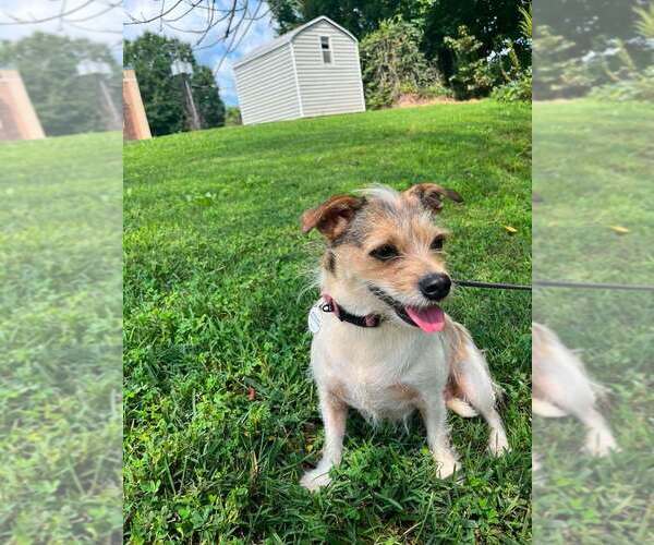 Medium Photo #4 Mutt Puppy For Sale in Candler, NC, USA