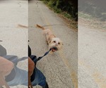 Small Bearded Collie-Wheaten Terrier Mix