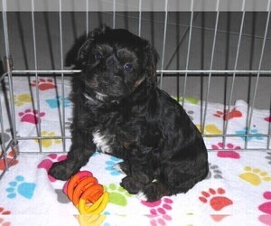 Medium YorkiePoo