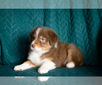 Small #2 Australian Shepherd