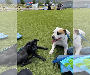 Blue Arlo - Male Mutt Dog for Adoption - Photo #9