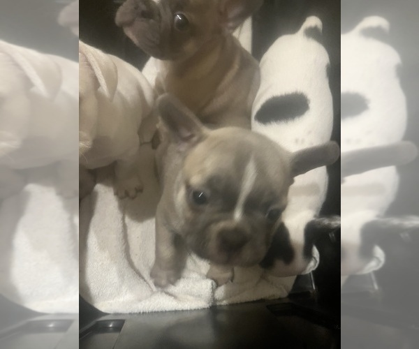 Medium Photo #4 Faux Frenchbo Bulldog Puppy For Sale in PULASKI, TN, USA