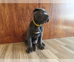 Small Photo #2 Cane Corso Puppy For Sale in APPLE VALLEY, CA, USA