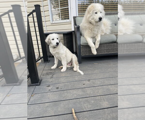 Medium Photo #8 Maremma Sheepdog Puppy For Sale in Bountiful, UT, USA