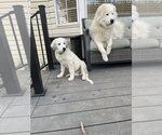 Small #7 Maremma Sheepdog