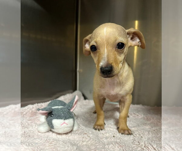 Medium Photo #4 Chihuahua-Unknown Mix Puppy For Sale in Oak Bluffs, MA, USA