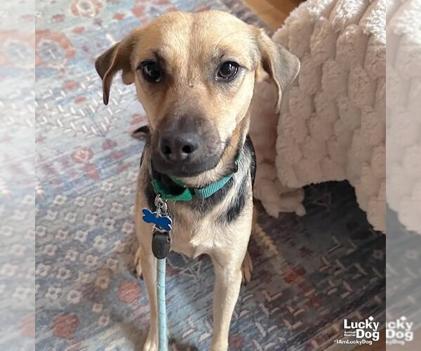 Medium Photo #3 Labrador Retriever-Unknown Mix Puppy For Sale in Washington, DC, USA
