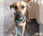Small #2 Labrador Retriever Mix