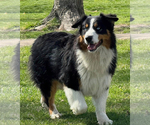 Small Photo #1 Australian Shepherd Puppy For Sale in LODA, IL, USA
