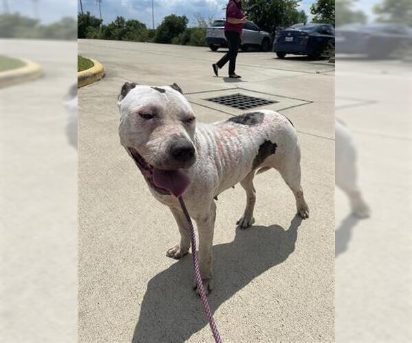 Medium Photo #1 American Pit Bull Terrier Puppy For Sale in Houston, TX, USA