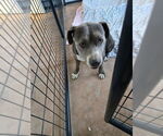 Small #6 American Pit Bull Terrier Mix