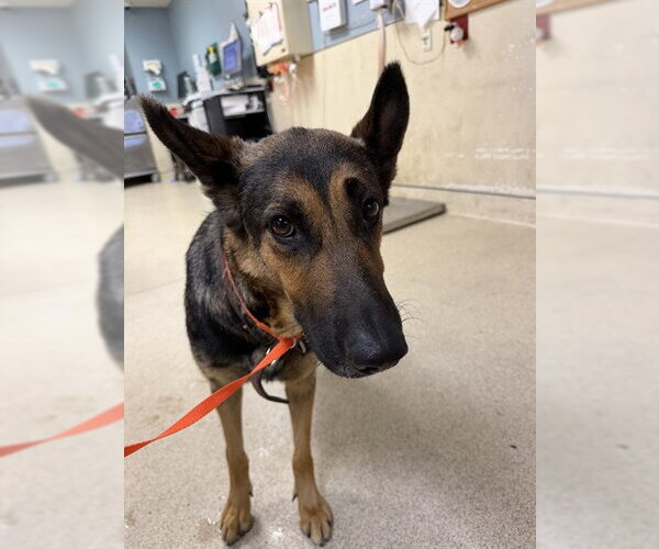 Medium Photo #1 German Shepherd Dog-Unknown Mix Puppy For Sale in Riverside, CA, USA