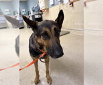 Small German Shepherd Dog Mix