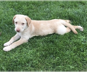 Labrador Retriever Puppy for sale in TEMECULA, CA, USA