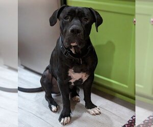 Presa Canario Dogs for adoption in Vail, AZ, USA