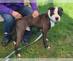 Small #2 American Pit Bull Terrier Mix
