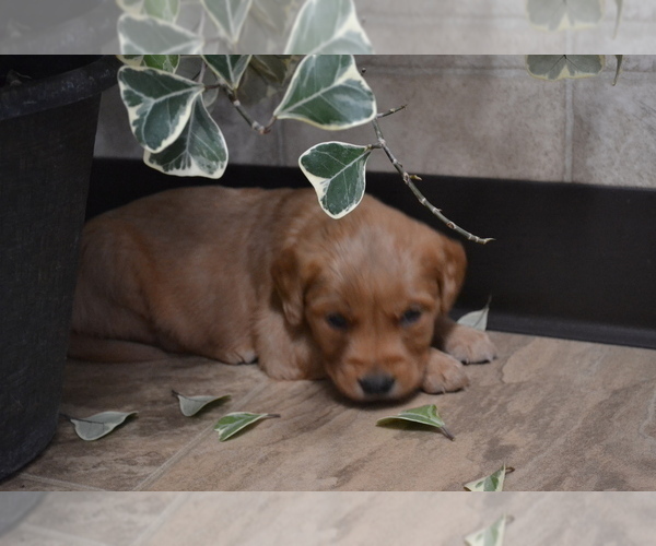 Medium Photo #44 Golden Retriever Puppy For Sale in GREENWOOD, WI, USA