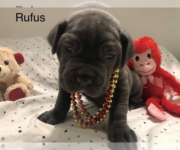 Medium Photo #2 Neapolitan Mastiff Puppy For Sale in HOUSTON, TX, USA