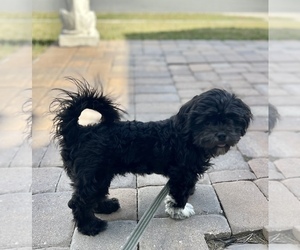 Zuchon Puppy for sale in ORLANDO, FL, USA