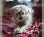 Small Maltipoo