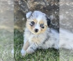 Small Photo #5 Australian Shepherd Puppy For Sale in BALDWIN, GA, USA