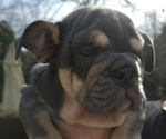 Small Photo #8 English Bulldog Puppy For Sale in SAINT CHARLES, IL, USA