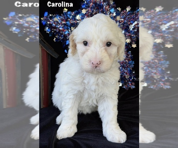 Medium Photo #6 Australian Labradoodle Puppy For Sale in WASH, NC, USA