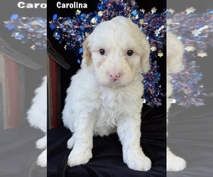 Medium Australian Labradoodle