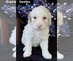 Puppy Carolina Australian Labradoodle