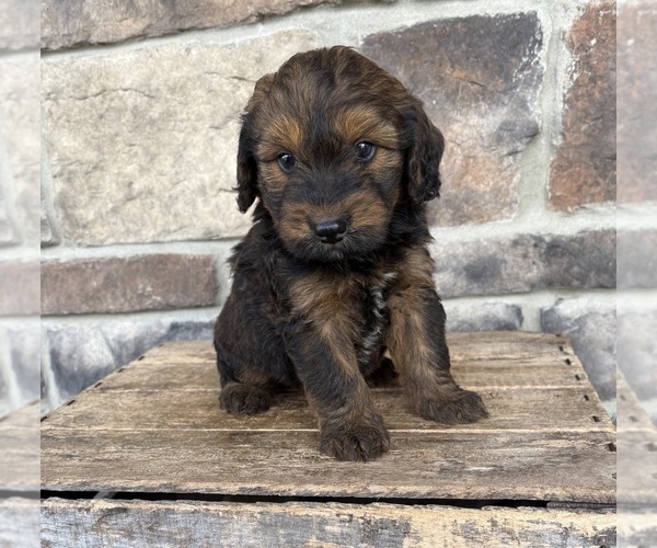 Medium Photo #3 Whoodle (Miniature) Puppy For Sale in MIDDLEBURY, IN, USA