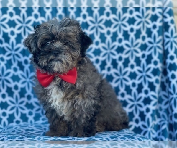 Medium Photo #11 Shih-Poo Puppy For Sale in LAKELAND, FL, USA