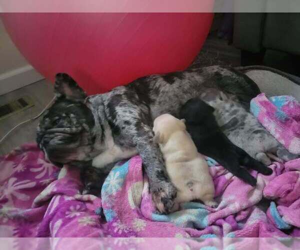 Medium Photo #1 French Bulldog Puppy For Sale in PINCKNEY, MI, USA