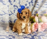 Small Photo #2 Cavapoo Puppy For Sale in RED LION, PA, USA