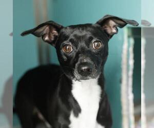 Chihuahua Dogs for adoption in San Antonio, TX, USA