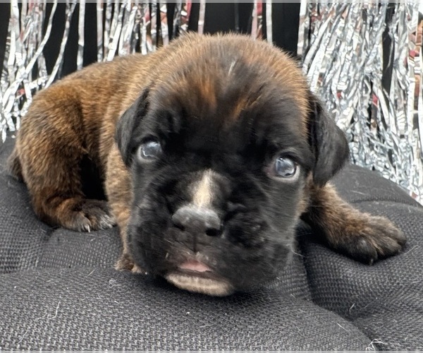 Medium Photo #3 Boxer Puppy For Sale in PAWNEE CITY, NE, USA
