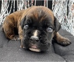Small #2 Boxer