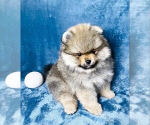 Pomeranian Puppy for sale in SUNNY ISL BCH, FL, USA