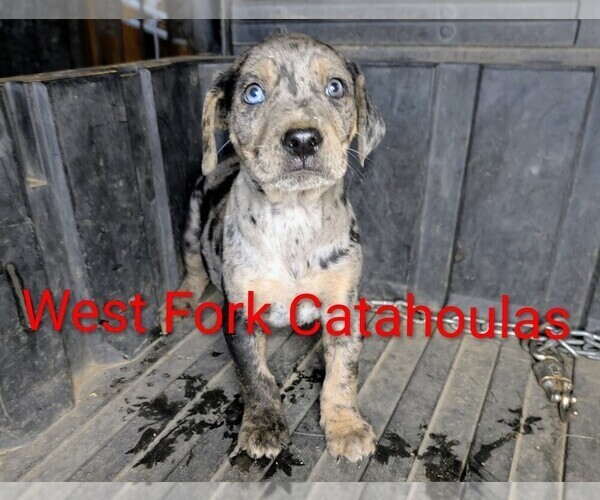 Medium Photo #5 Catahoula Leopard Dog Puppy For Sale in WINDOM, MN, USA