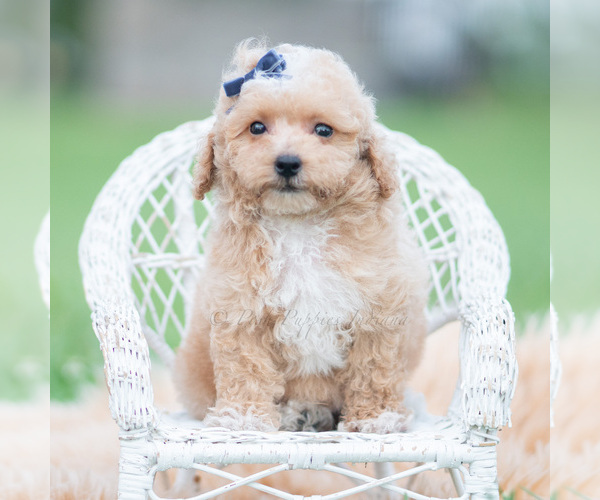 Medium Photo #2 Maltipoo (Miniature) Puppy For Sale in WARSAW, IN, USA