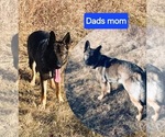 Small #5 German Shepherd Dog