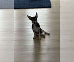 Small #4 Chihuahua Mix