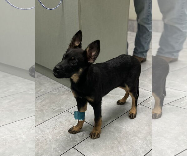 Medium Photo #8 Shepweiller Puppy For Sale in Dana Point, CA, USA