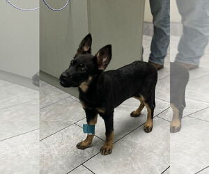 Hail - Female Shepweiller Dog for Adoption - Photo #8