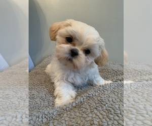 Shih Tzu Puppy for sale in GRAND RAPIDS, MI, USA